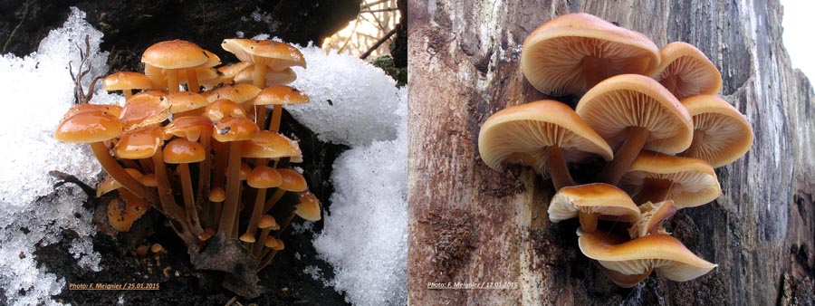 Flammulina velutipes