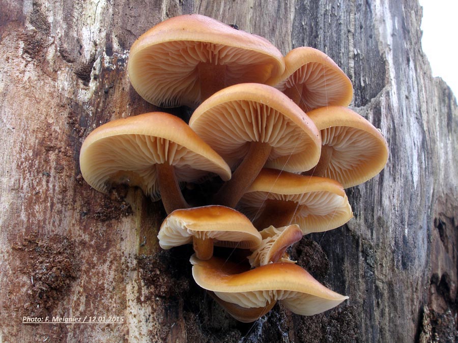 Flammulina velutipes