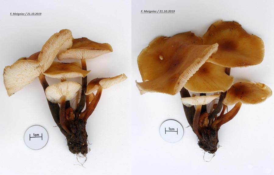 Flammulina velutipes