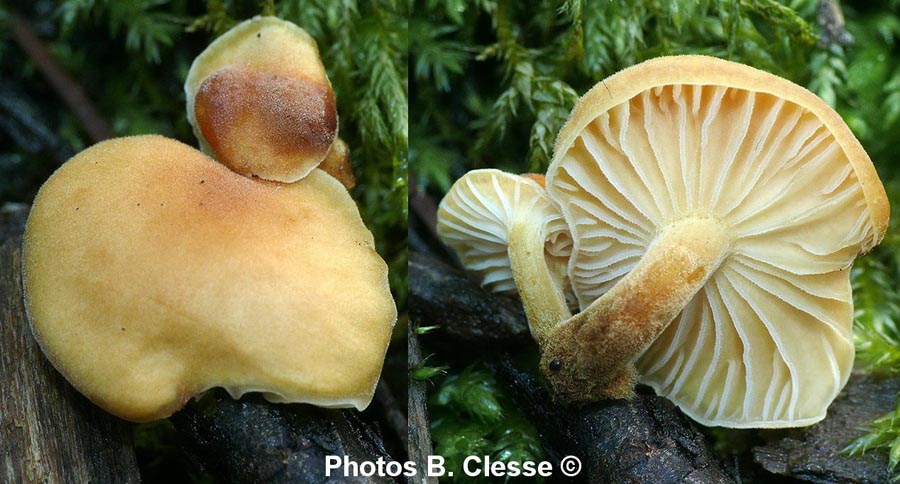 Flammulina velutipes