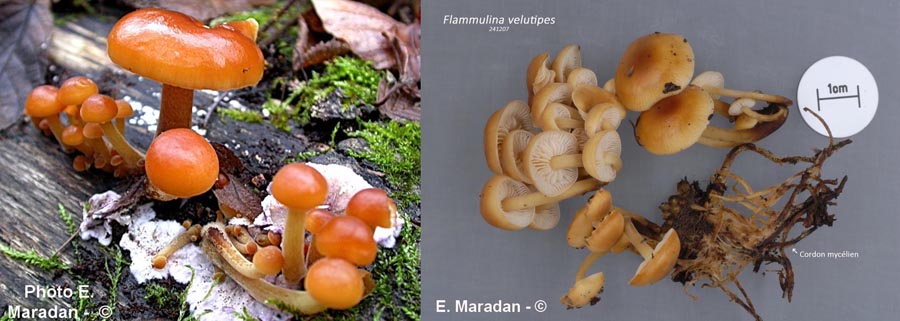 Flammulina velutipes