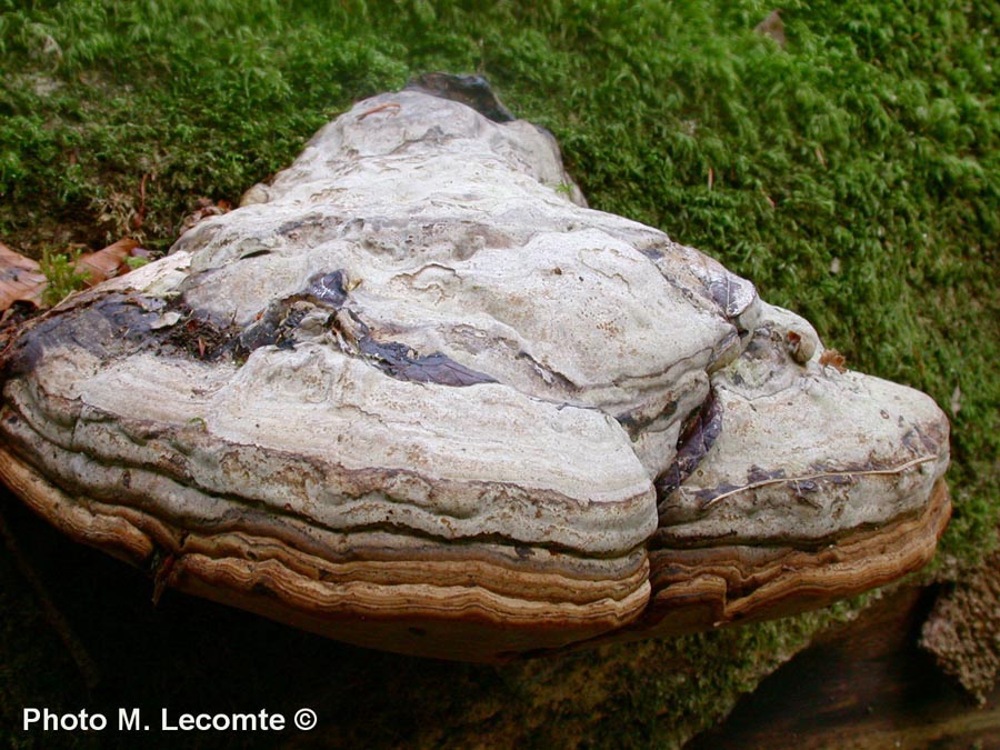 Fomes fomentarius