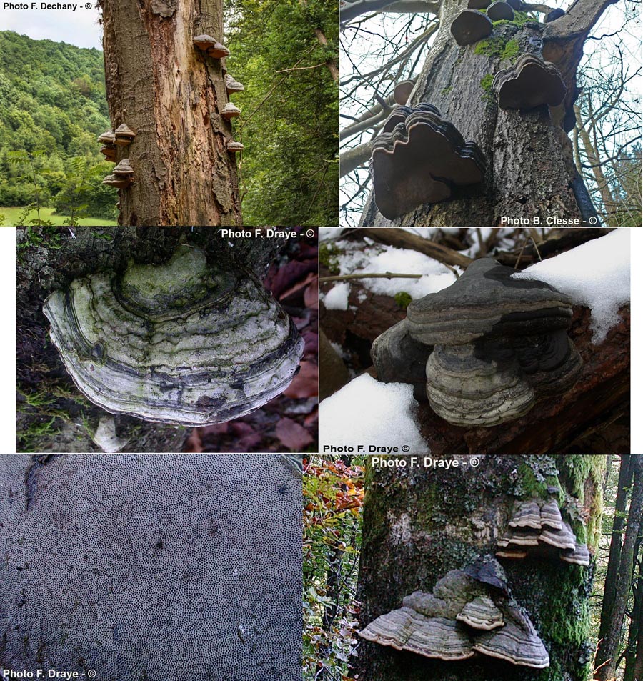 Fomes fomentarius