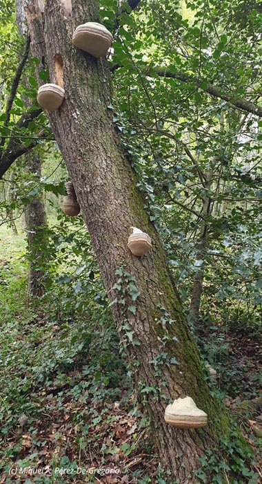 Fomes fomentarius (Fomes inzengae)