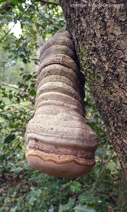 Fomes fomentarius (Fomes inzengae)