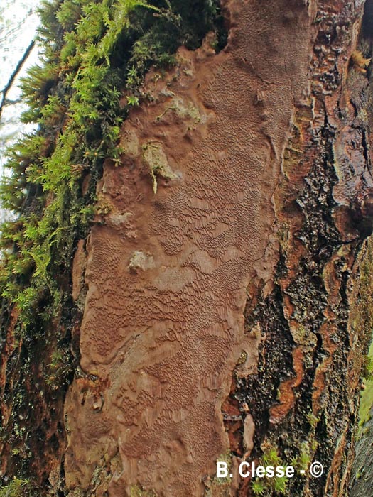 Fomitiporia punctata (Phellinus punctatus)