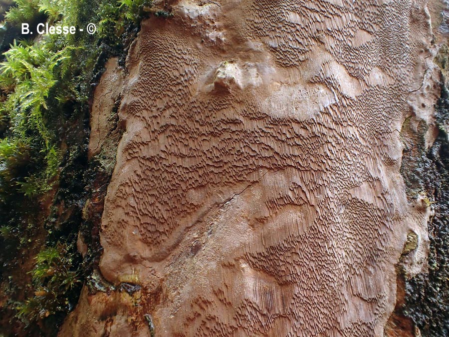 Fomitiporia punctata (Phellinus punctatus)
