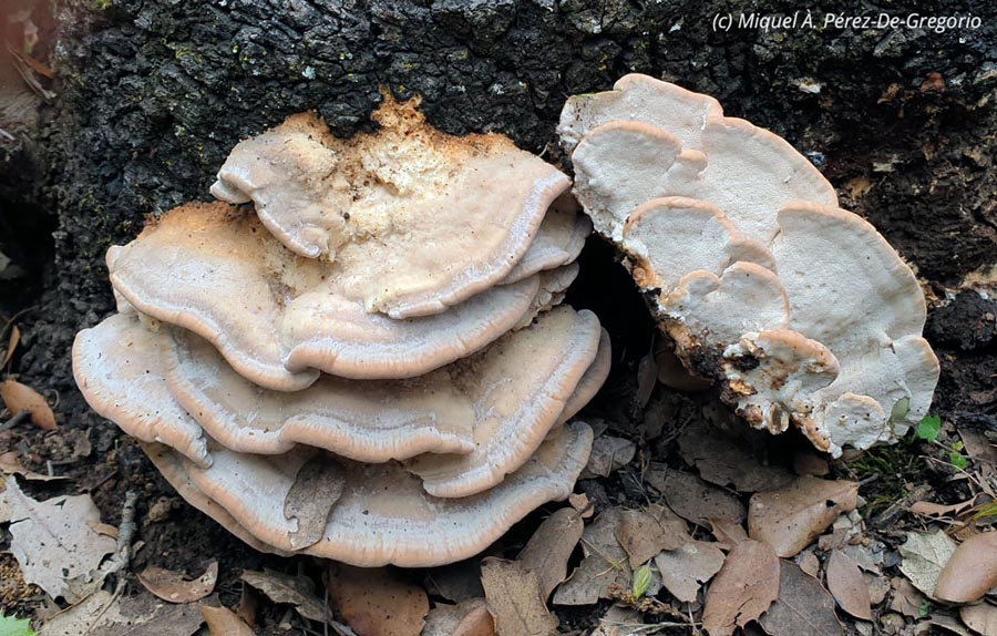 Fomitopsis iberica