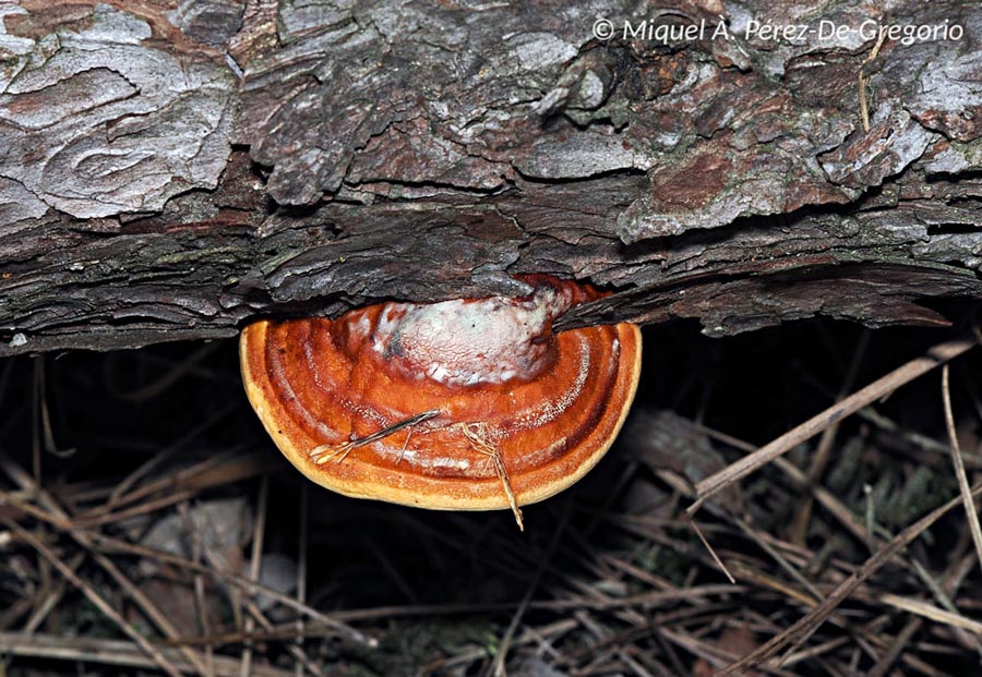 Fomitopsis pinicola