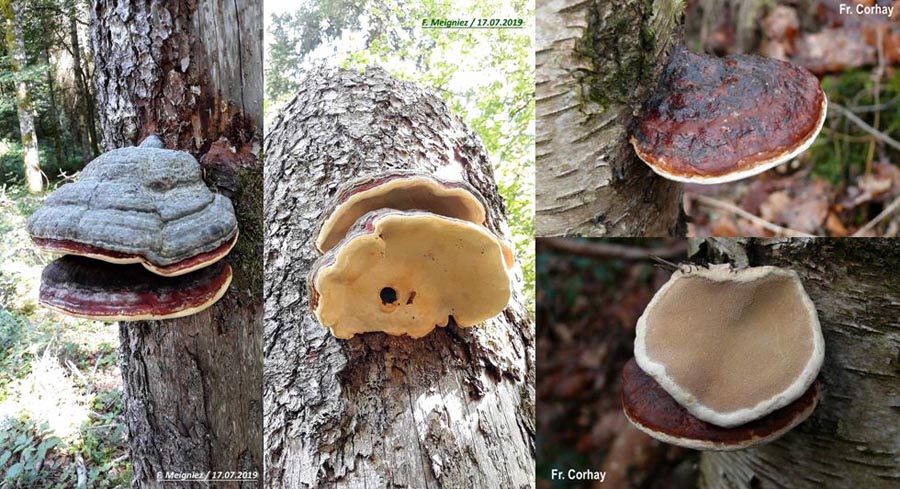 Fomitopsis pinicola