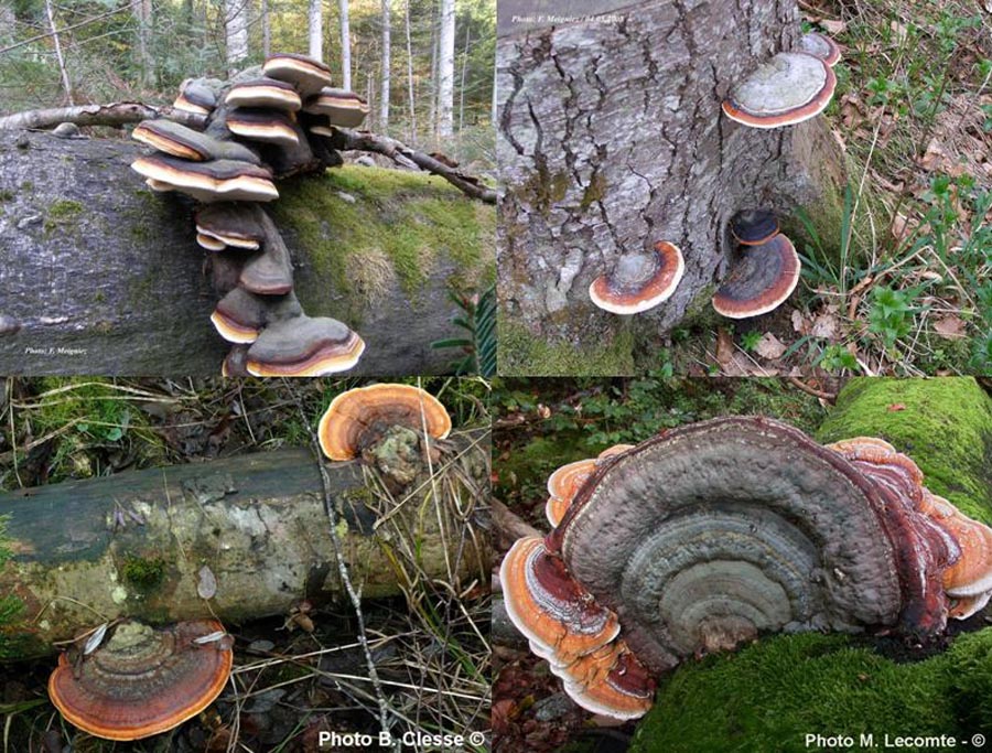 Fomitopsis pinicola