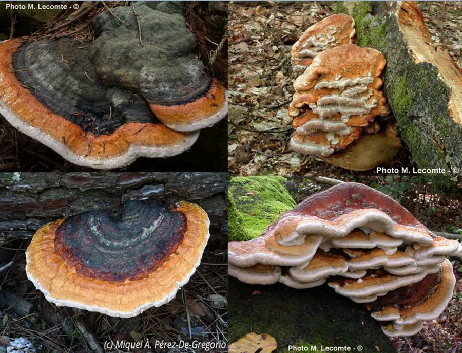 Fomitopsis pinicola