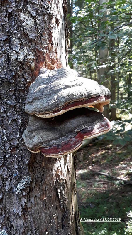 Fomitopsis pinicola