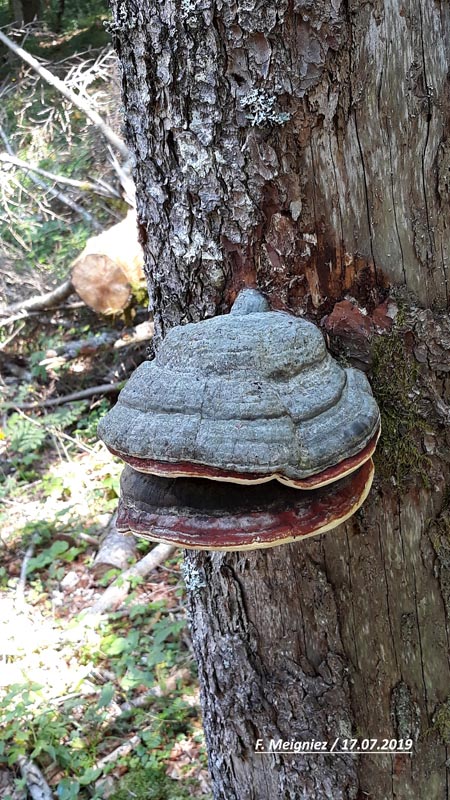 Fomitopsis pinicola