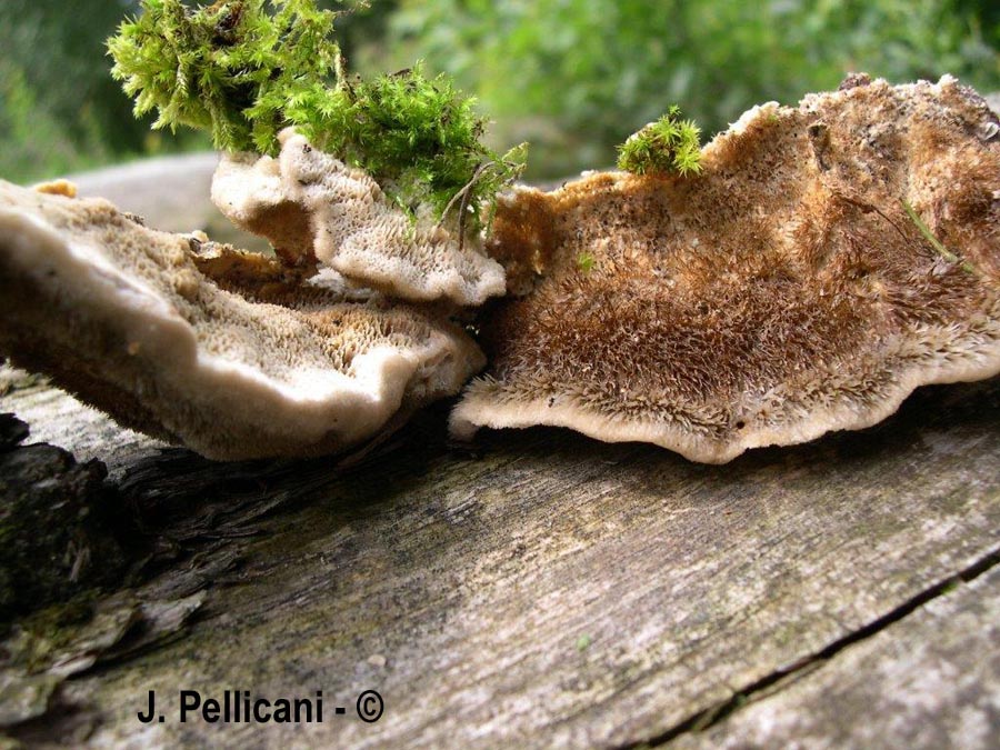 Trametes trogii (Funalia trogii, Trametella trogii)