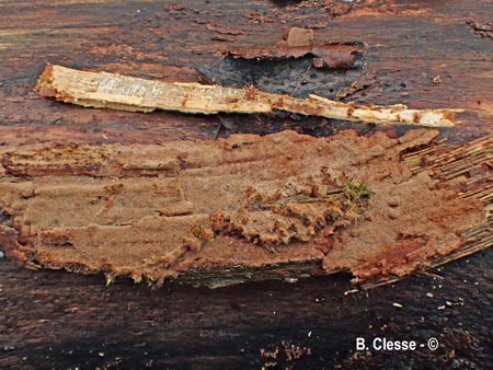 Fuscoporia ferruginosa (Phellinus ferruginosus)