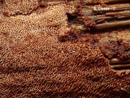 Fuscoporia ferruginosa (Phellinus ferruginosus)