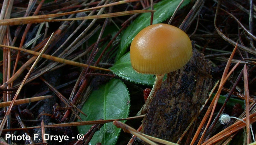 Galerina autumnalis