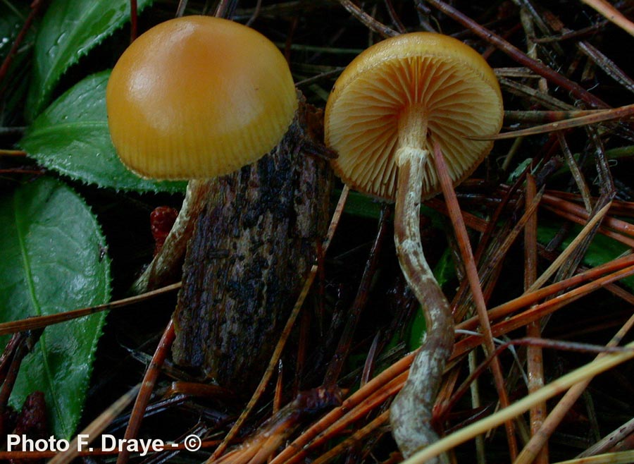 Galerina autumnalis