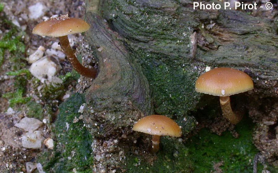 Galerina autumnalis