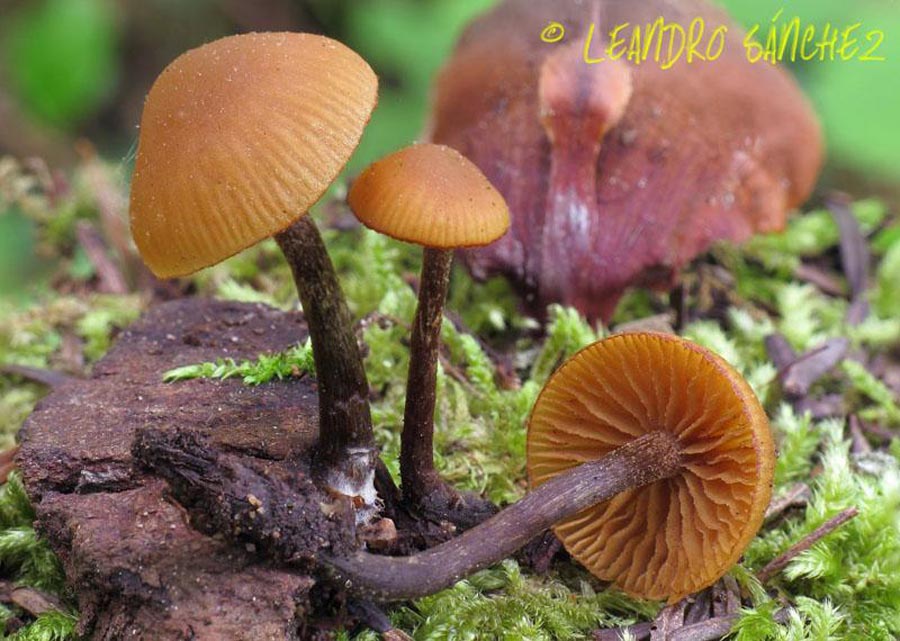 Galerina badipes