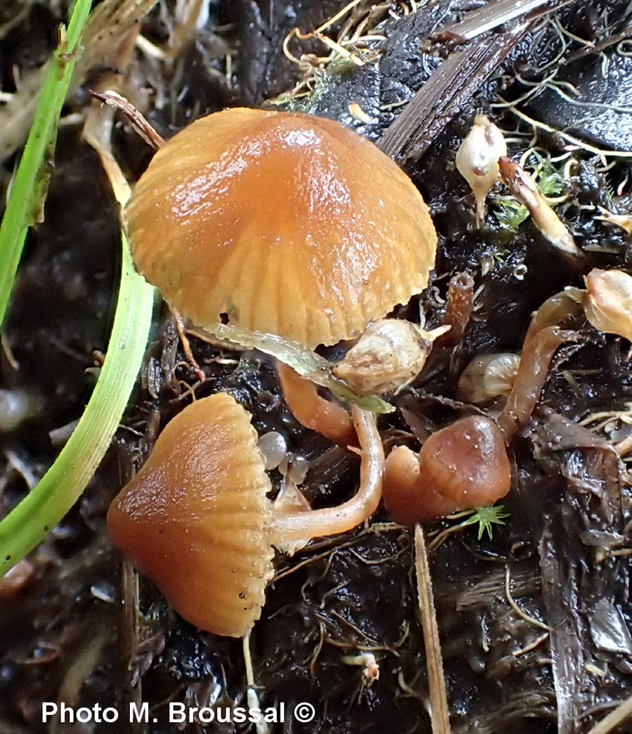 Galerina cephalotricha