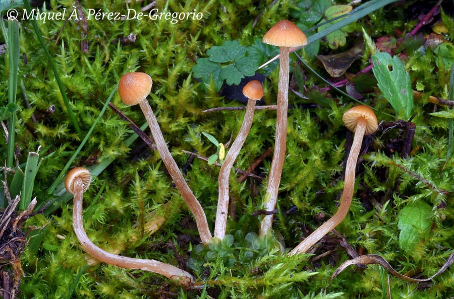 Galerina clavata