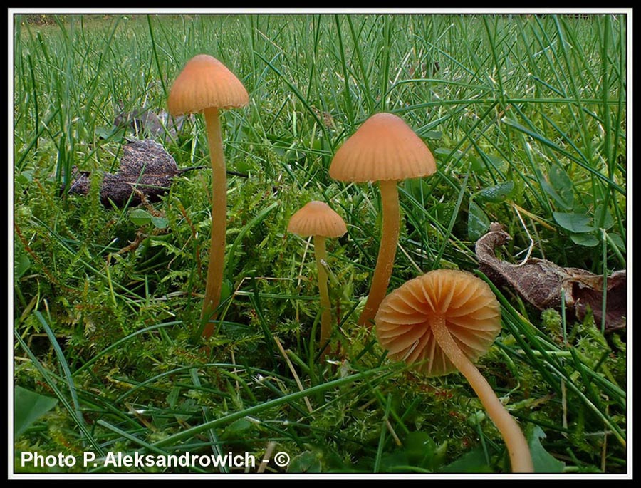 Galerina clavata