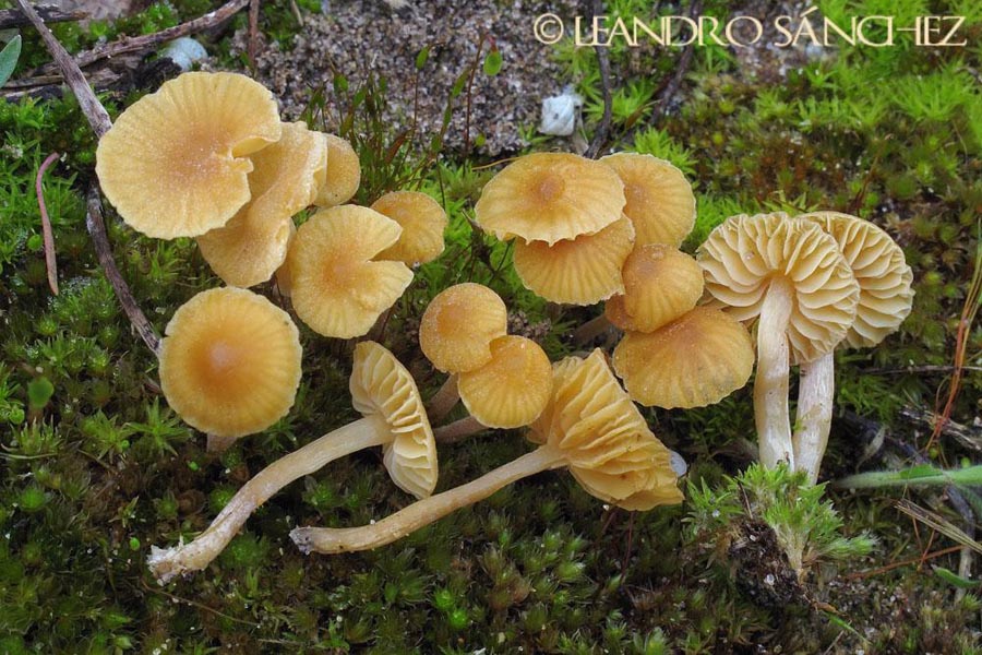 Galerina graminea