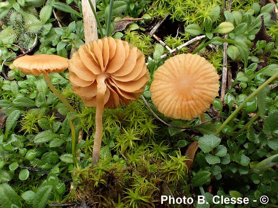 Galerina graminea