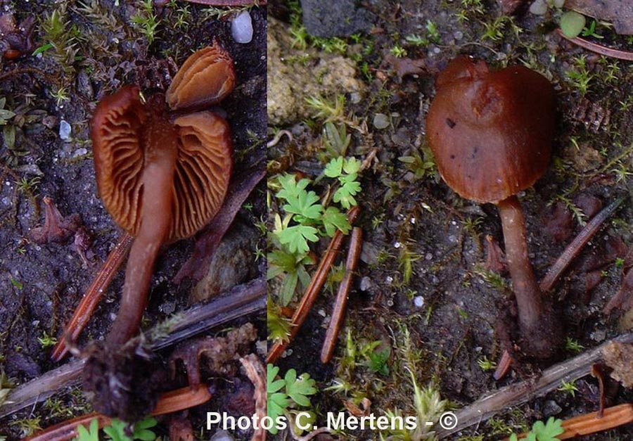 Galerina heimansii