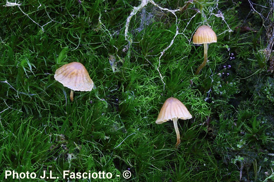 Galerina hypnorum