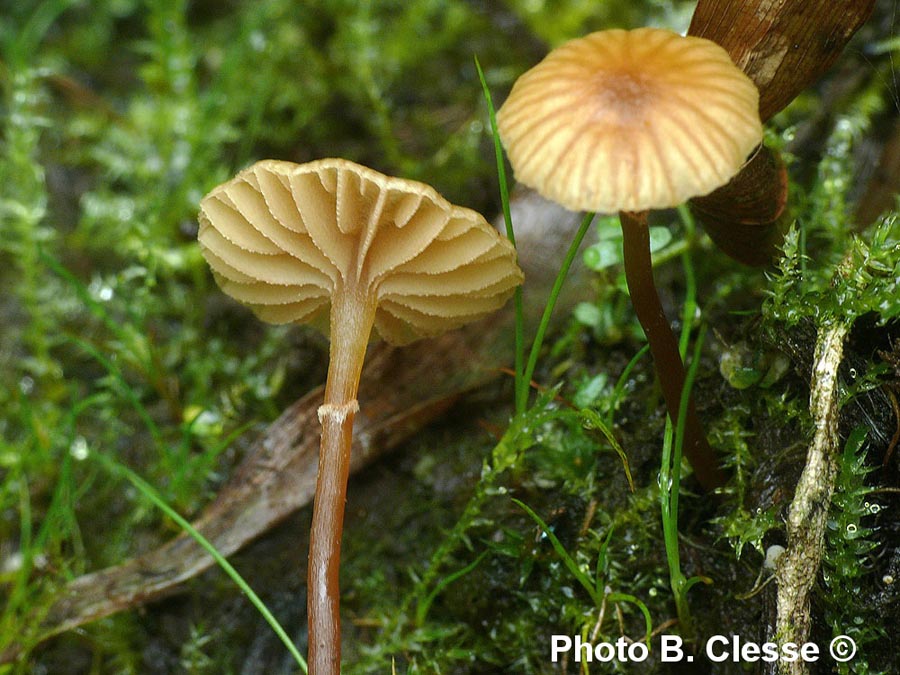 Galerina jaapii