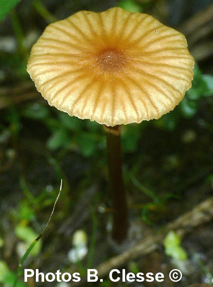 Galerina jaapii