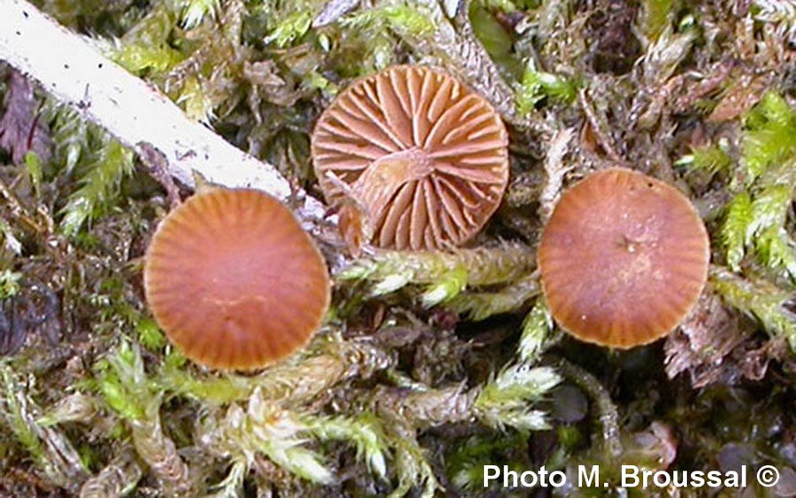 Galerina karstenii