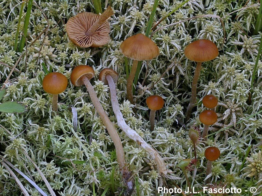 Galerina mairei