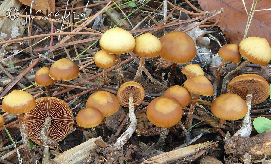 Galerina marginata (Galerina patagonica)