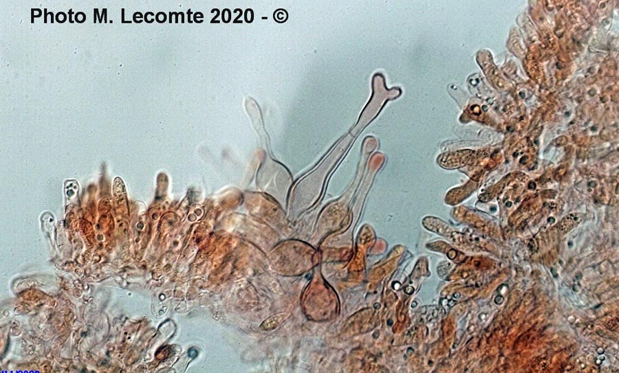 Galerina marginata, forme aberrante