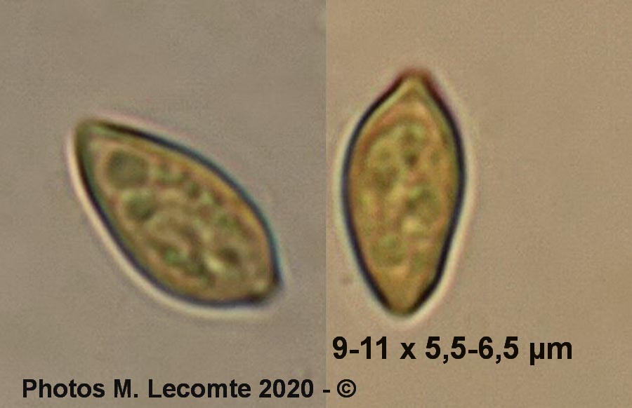 Galerina marginata, forme aberrante