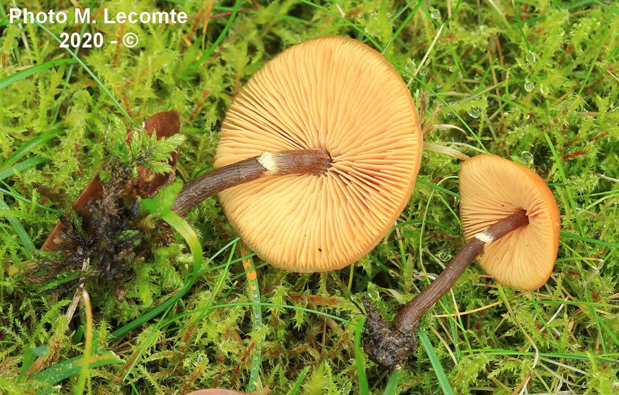 Galerina marginata, forme aberrante