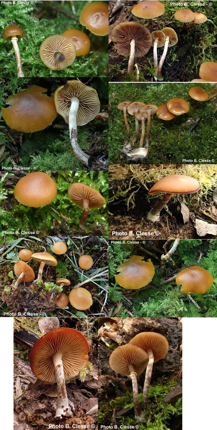 Galerina marginata (Galerina patagonica)