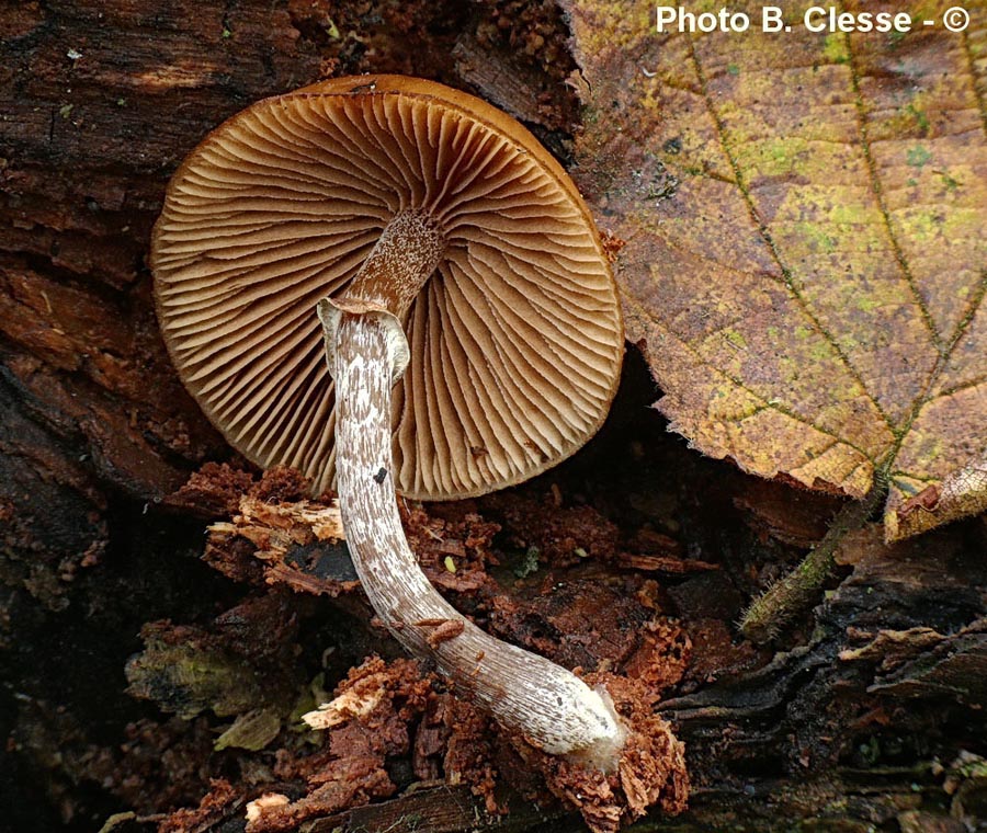 Galerina marginata (Galerina patagonica)