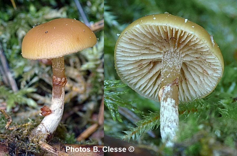 Galerina marginata (Galerina patagonica)