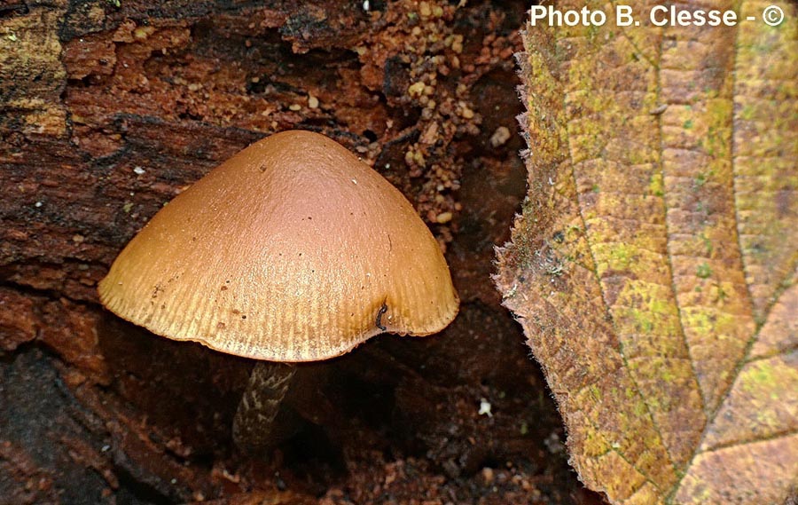 Galerina marginata (Galerina patagonica)