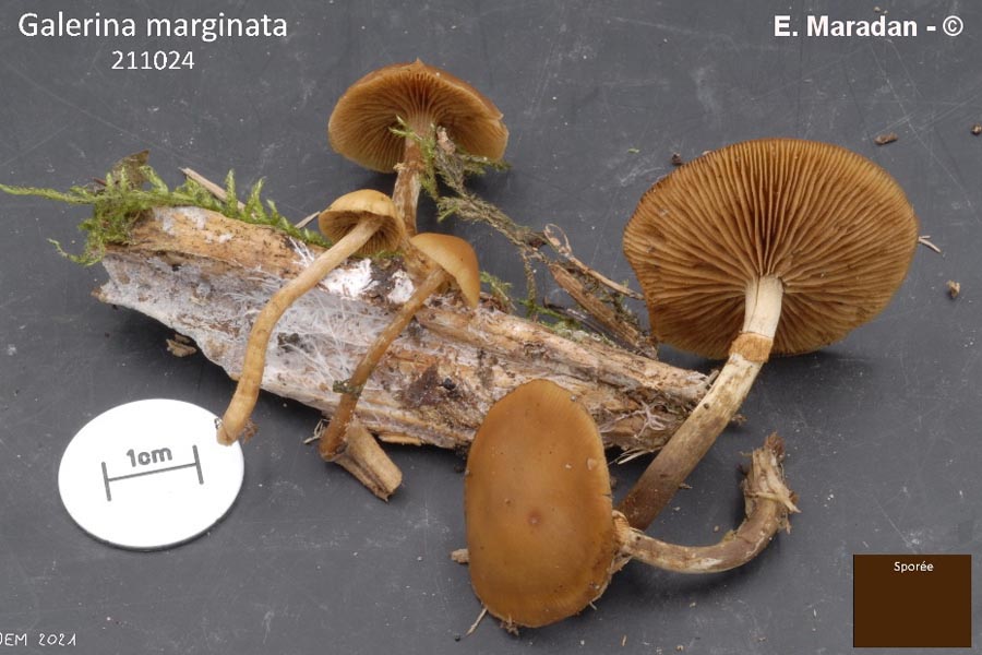 Galerina marginata (Galerina patagonica)