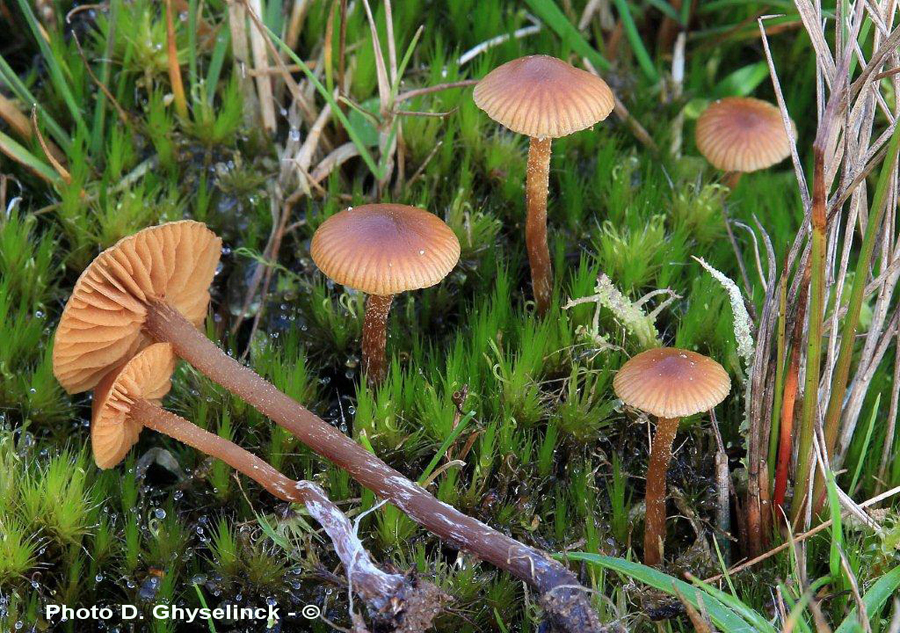 Galerina nana