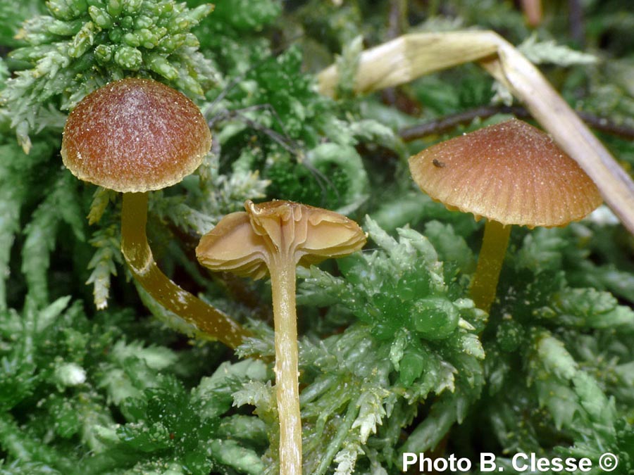 Galerina paludosa