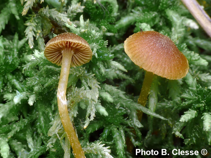 Galerina paludosa