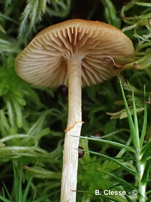 Galerina paludosa