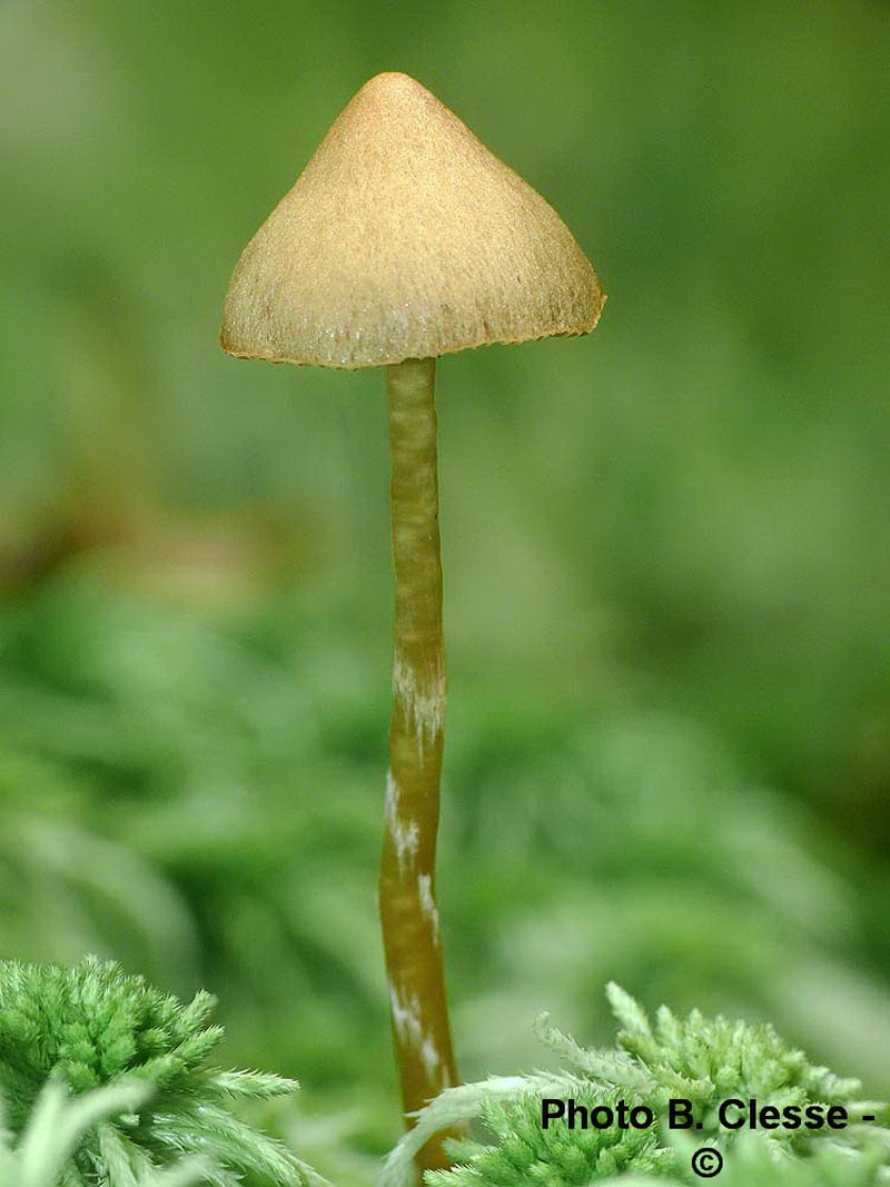 Galerina paludosa